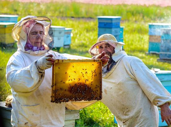 пчеловоды Алтайского края планируют провести общее собрание